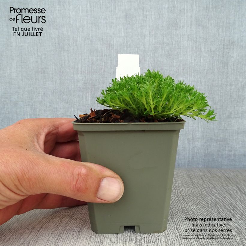 Exemplar von Thymus capitatus (Pflanzen) Kleine Töpfe von 8/9 cm wie im Sommer geliefert