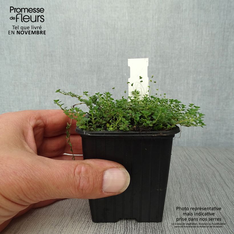 Exemplar von Teppichthymian - Thymus hirsutus Kleine Töpfe von 8/9 cm wie im Herbst geliefert