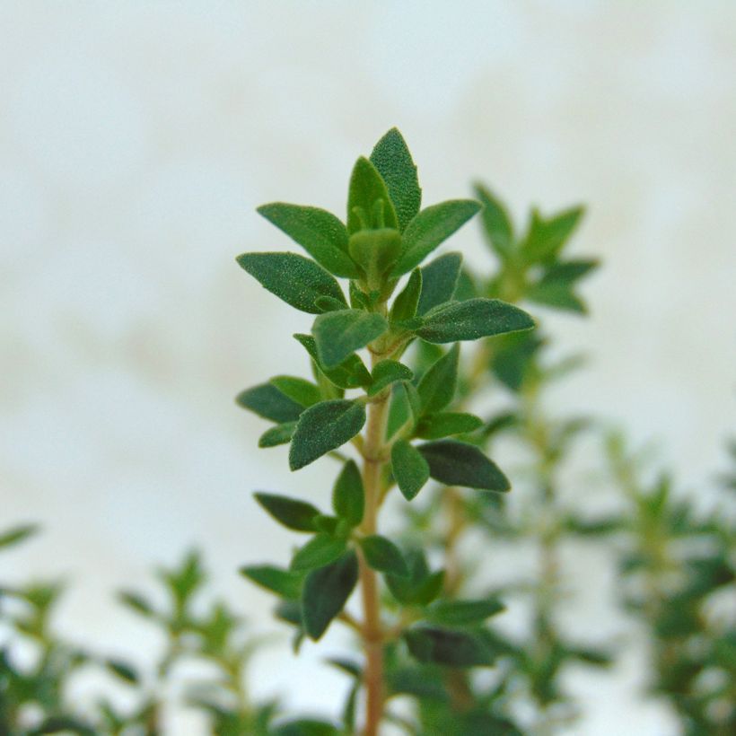Mastix-Thymian - Thymus mastichina (Laub)