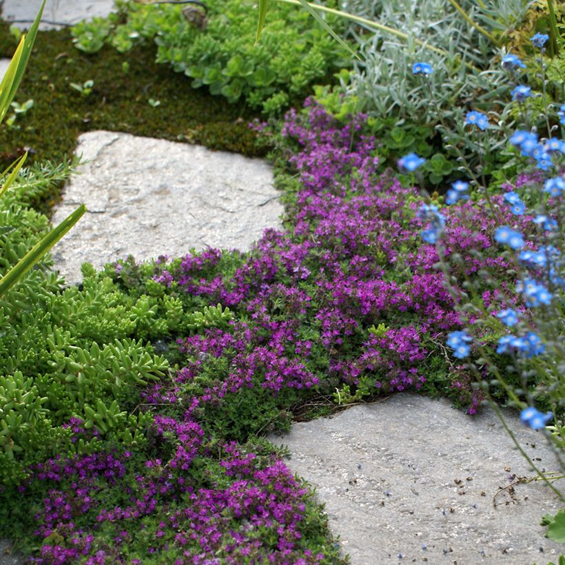 Frühblühender Thymian Bressingham - Thymus praecox (Hafen)