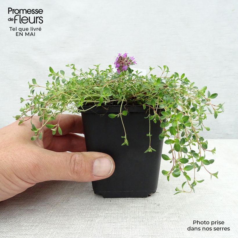 Exemplar von Frühblühender Thymian Coccineus - Thymus praecox Kleine Töpfe von 8/9 cm wie im Frühjahr geliefert