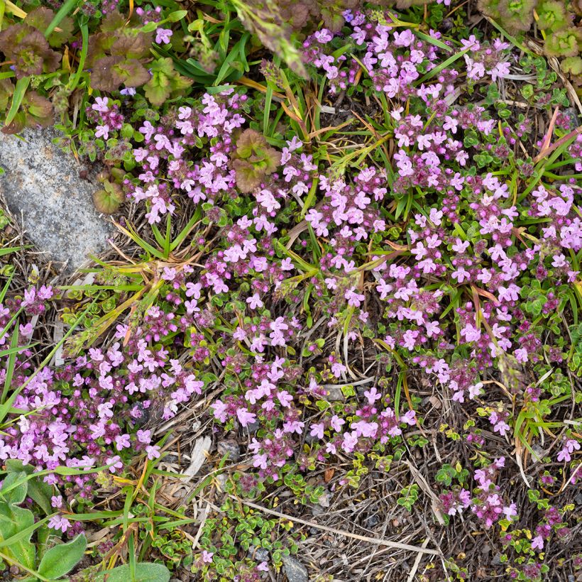 Frühblühender Thymian Minor - Thymus praecox (Hafen)