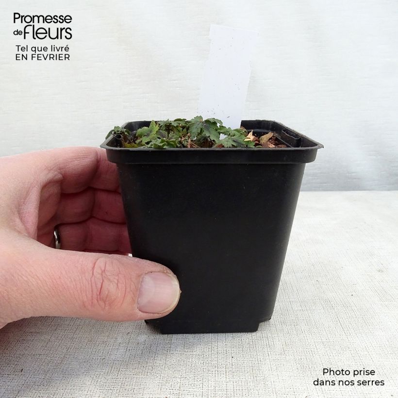 Exemplar von Tiarella Angel Wings - Schaumblüte Kleine Töpfe von 8/9 cm wie im Winter geliefert