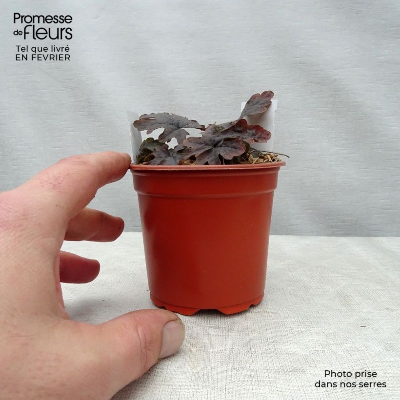 Exemplar von Tiarella Pink Skyrocket - Schaumblüte Kleine Töpfe von 8/9 cm wie im Winter geliefert