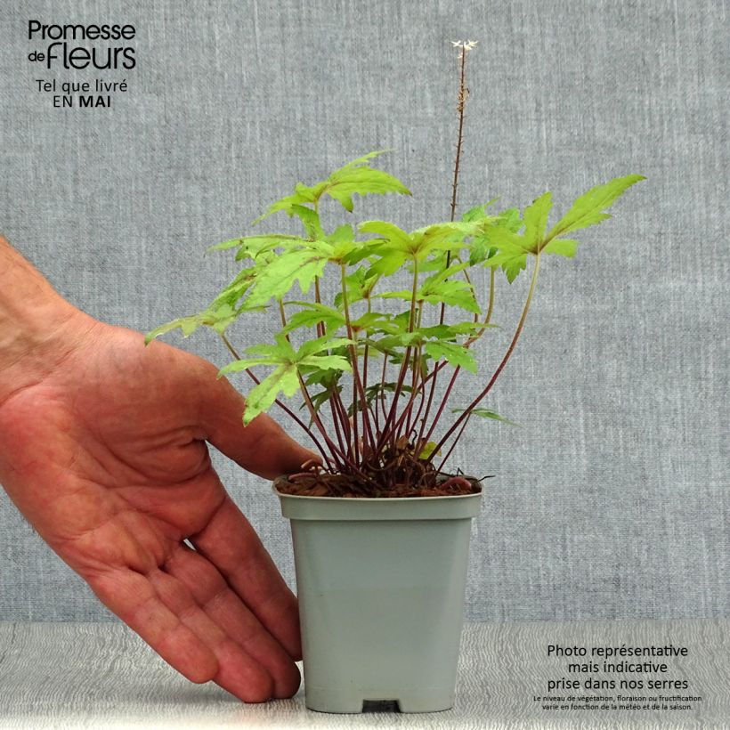 Exemplar von Tiarella Pink Skyrocket - Schaumblüte Kleine Töpfe von 8/9 cm wie im Frühjahr geliefert