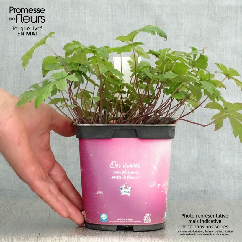 Exemplar von Tiarella Pink Skyrocket - Schaumblüte Topf mit 2L/3L wie im Frühjahr geliefert
