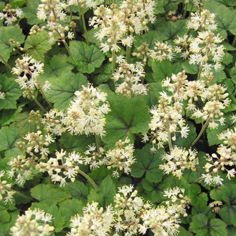 Tiarella cordifolia Brandywine - Wald-Schaumblüte (Laub)