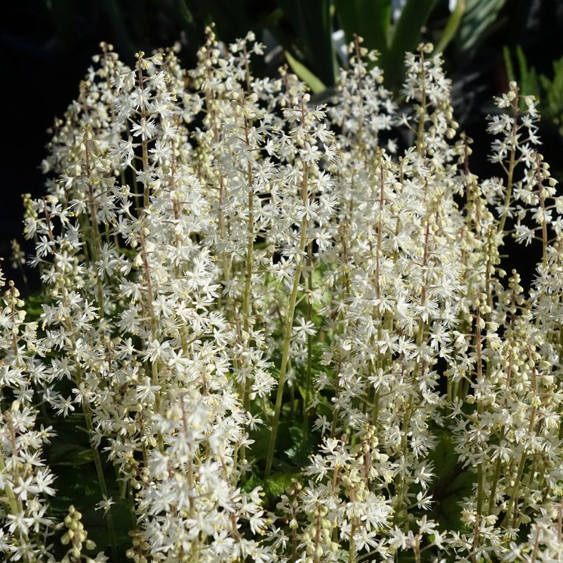 Tiarella cordifolia Brandywine - Wald-Schaumblüte (Blüte)