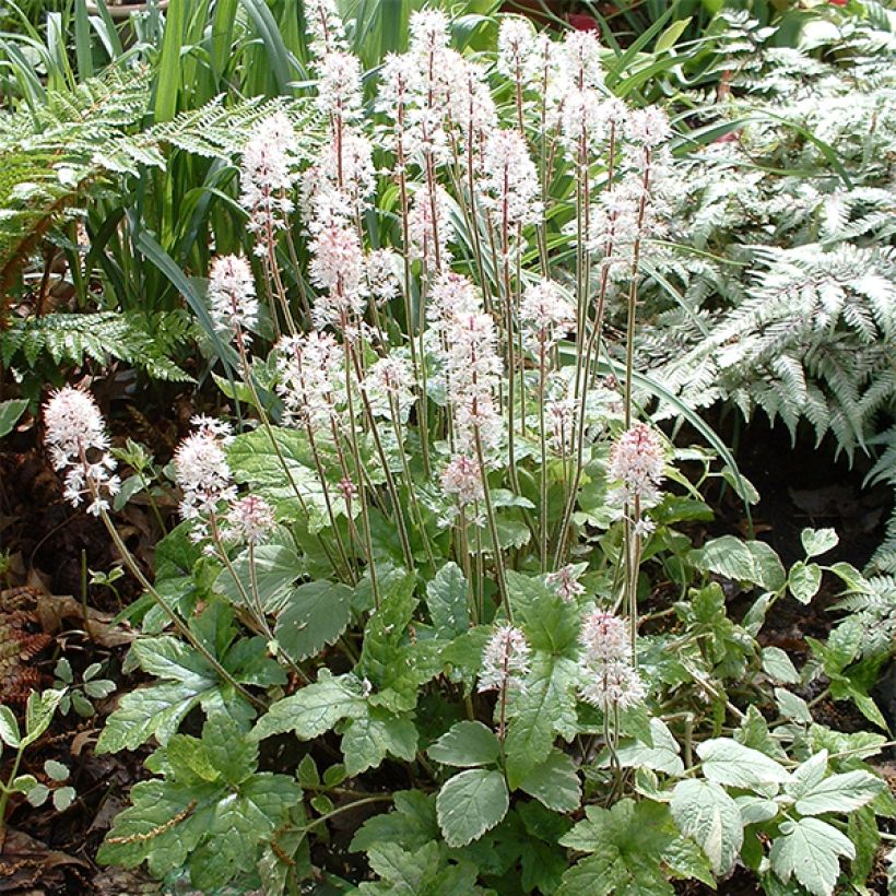 Tiarella cordifolia Pink Brushes - Wald-Schaumblüte (Hafen)
