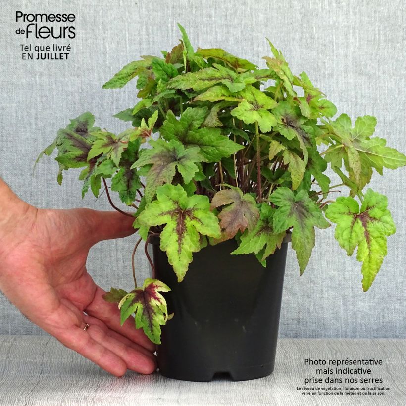 Exemplar von Tiarella Sugar and Spice - Schaumblüte Topf mit 2L/3L wie im Sommer geliefert