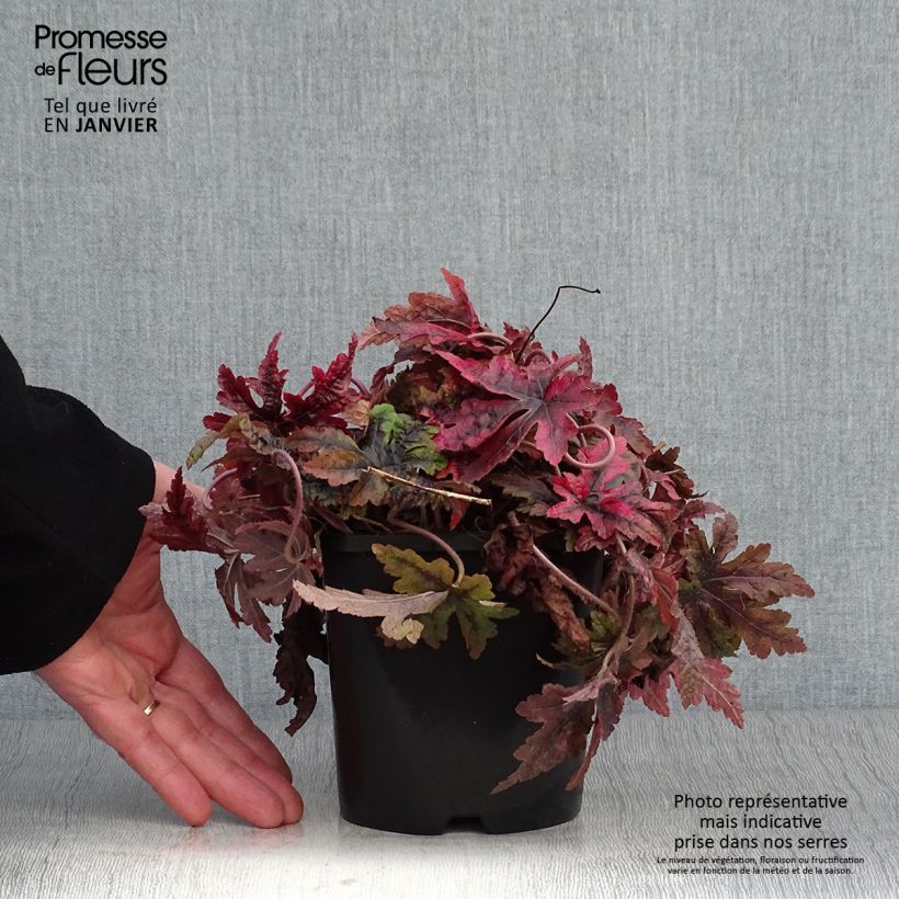 Exemplar von Tiarella Sugar and Spice - Schaumblüte Topf mit 2L/3L wie im Winter geliefert