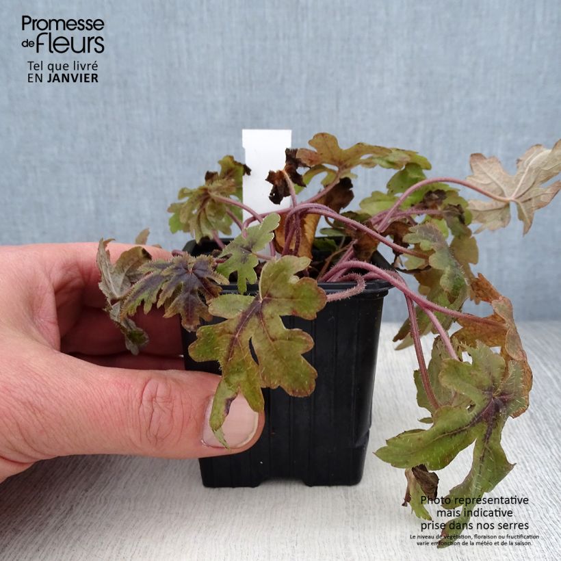 Exemplar von Tiarella Morning Star - Schaumblüte Kleine Töpfe von 8/9 cm wie im Winter geliefert