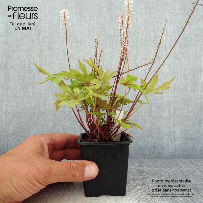 Exemplar von Tiarella Morning Star - Schaumblüte Kleine Töpfe von 8/9 cm wie im Frühjahr geliefert