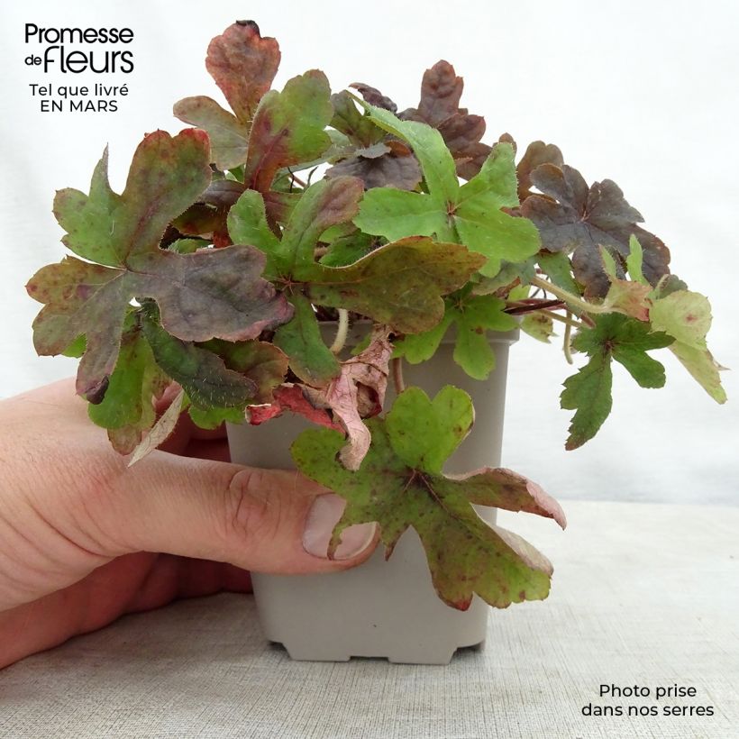 Exemplar von Tiarella Spring Symphony - Schaumblüte Kleine Töpfe von 8/9 cm wie im Frühjahr geliefert