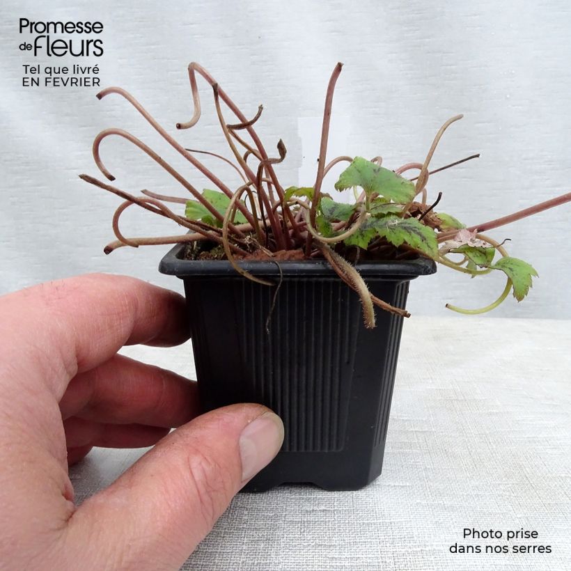 Exemplar von Tiarella Tiger Stripe - Schaumblüte Kleine Töpfe von 8/9 cm wie im Winter geliefert