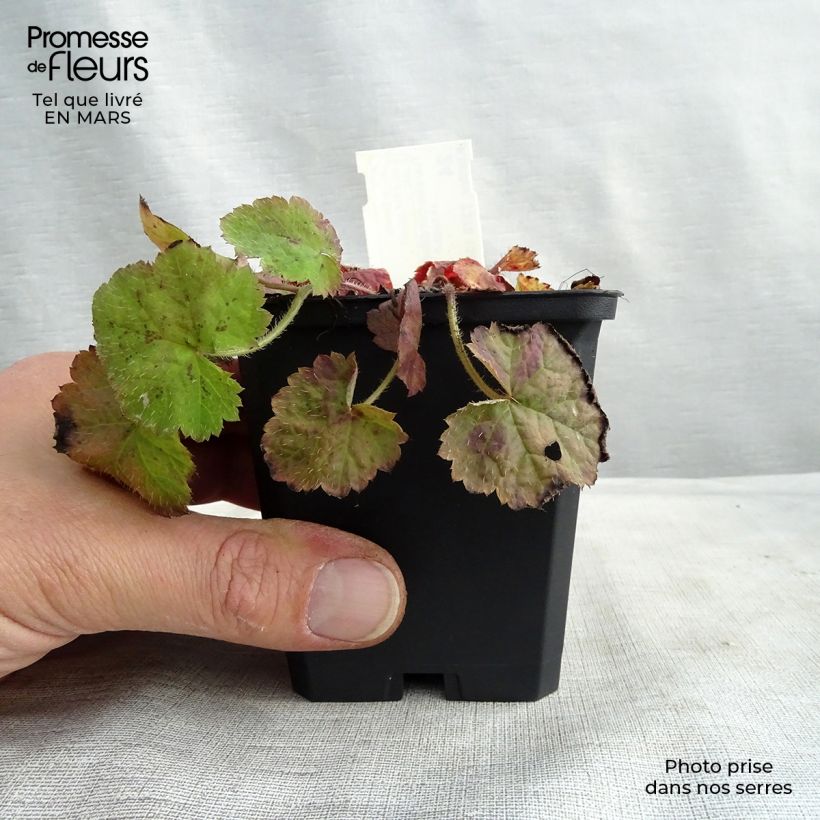 Exemplar von Tiarella cordifolia - Wald-Schaumblüte Kleine Töpfe von 8/9 cm wie im Winter geliefert