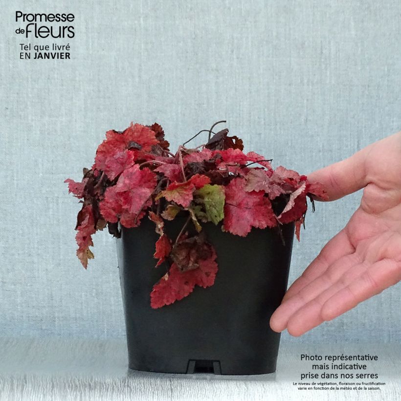 Exemplar von Tiarella cordifolia - Wald-Schaumblüte Topf mit 2L/3L wie im Winter geliefert