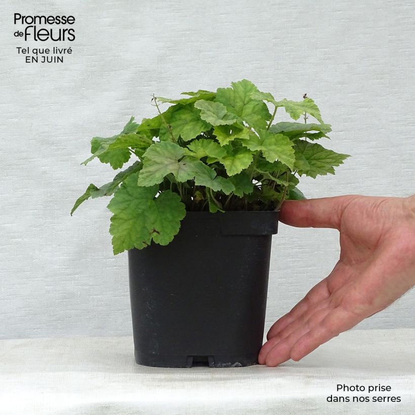 Exemplar von Tiarella cordifolia - Wald-Schaumblüte Topf mit 2L/3L wie im Sommer geliefert