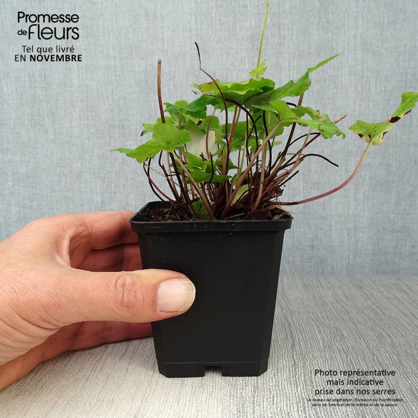 Exemplar von Tiarella wherryi - Wherrys Schaumblume Kleine Töpfe von 8/9 cm wie im Herbst geliefert