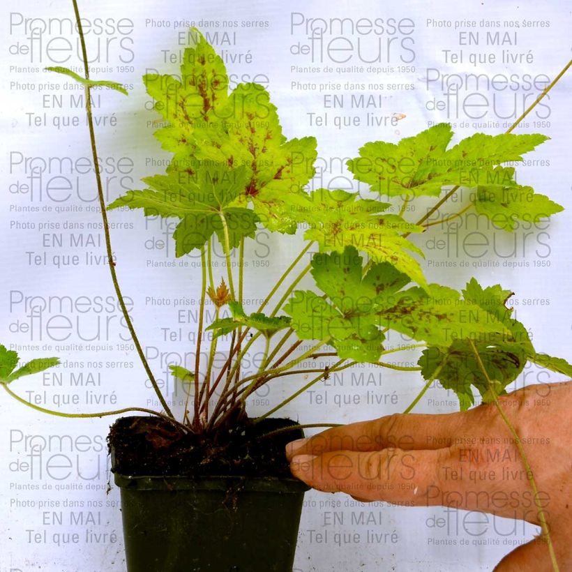 Beispiel eines Exemplars von Tiarella Ninja - Schaumblüte Kleine Töpfe von 8/9 cm wie geliefert
