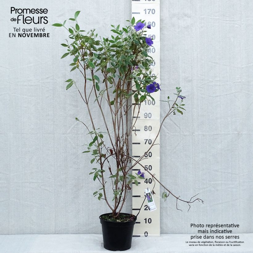 Exemplar von Tibouchina semidecandra - Tibouchine Topf mit 7,5L/10L wie im Herbst geliefert