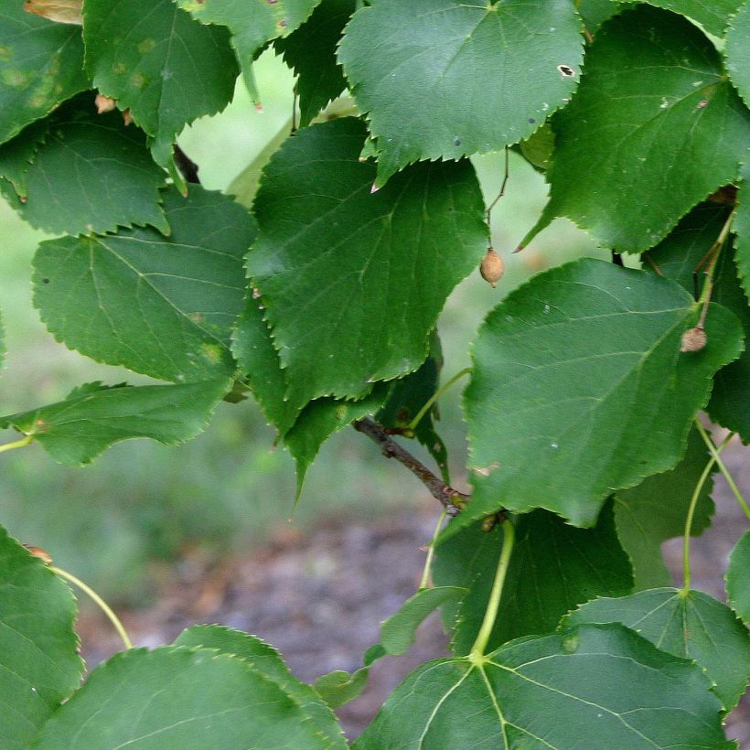 Winter-Linde Greenspire - Tilia cordata (Laub)