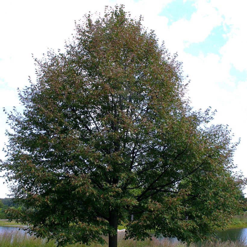 Winter-Linde Greenspire - Tilia cordata (Hafen)