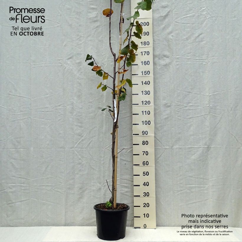 Exemplar von Sommer-Linde Rubra - Tilia platyphyllos Topf mit 12L/15L wie im Herbst geliefert
