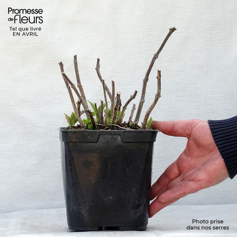 Exemplar von Titanotrichum oldhamii Topf mit 2L/3L wie im Frühjahr geliefert