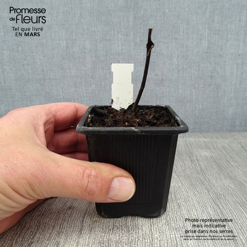 Exemplar von Titanotrichum oldhamii Kleine Töpfe von 8/9 cm wie im Winter geliefert