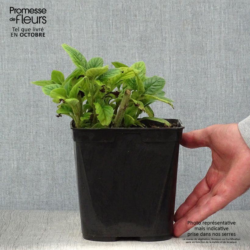 Exemplar von Titanotrichum oldhamii Topf mit 2L/3L wie im Herbst geliefert