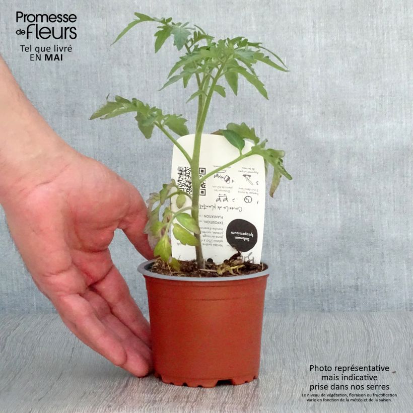 Exemplar von Fleischtomate Ananas Bio Topf 10 cm/11cm wie im Frühjahr geliefert