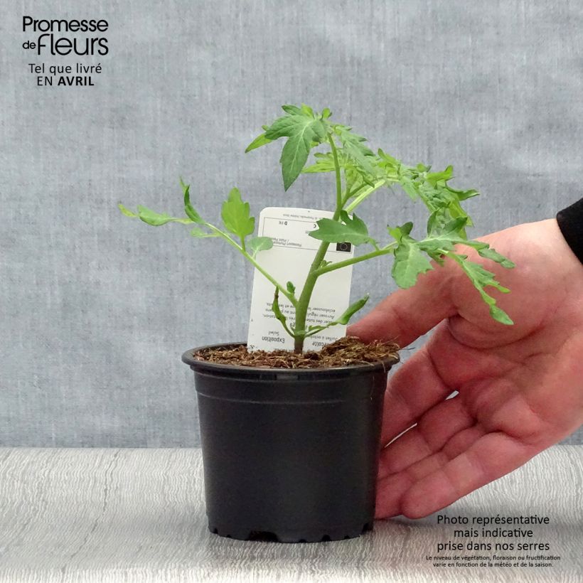 Exemplar von Kirschtomate Black Cherry (Pflanzen) Topf 10 cm/11cm wie im Frühjahr geliefert