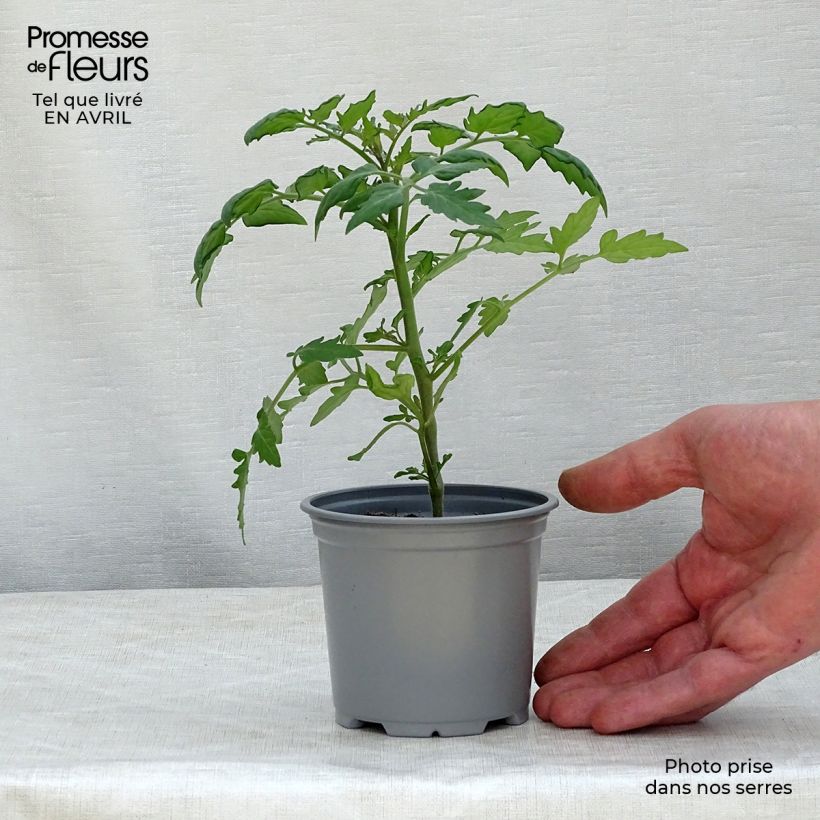 Exemplar von Kirschtomate Cherry Orange Kleine Töpfe von 8/9 cm wie im Frühjahr geliefert