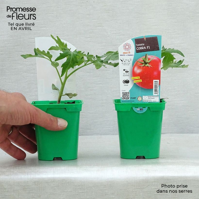 Exemplar von Tomate Cobra F1 Topf 10 cm/11cm wie im Frühjahr geliefert