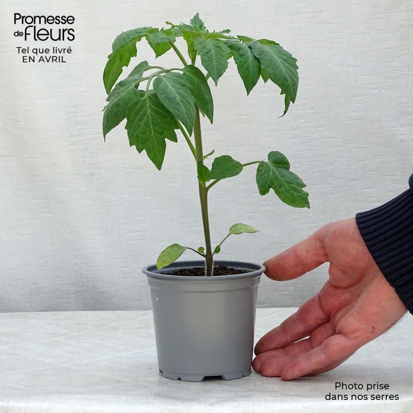 Exemplar von Tomate Colibri F1 Kleine Töpfe von 8/9 cm wie im Frühjahr geliefert