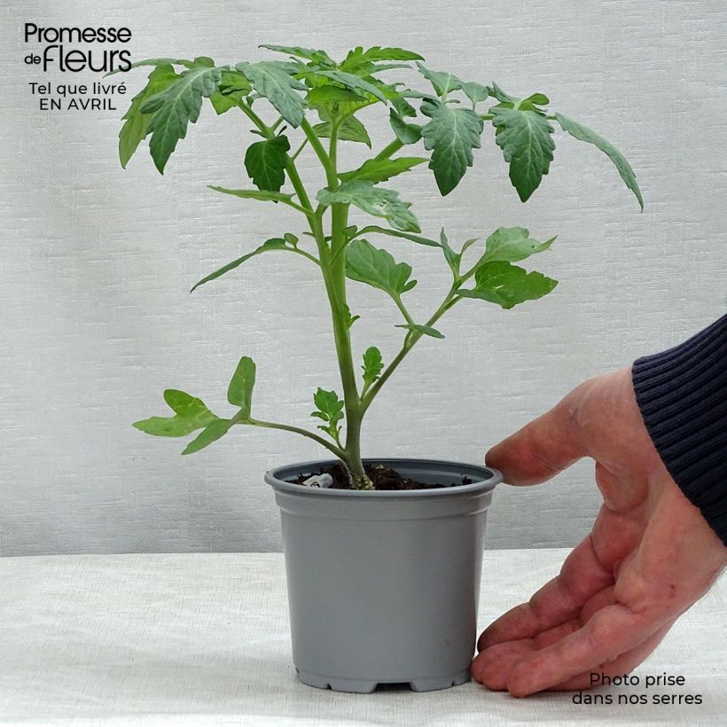 Exemplar von Tomate Cookie F1 (Veredelte Tomate) Kleine Töpfe von 8/9 cm wie im Frühjahr geliefert