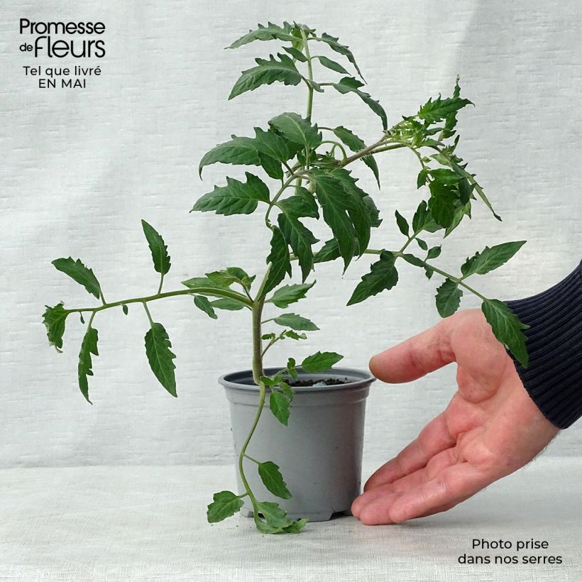 Exemplar von Tomate Cornabel F1 (Veredelte Tomate) Kleine Töpfe von 8/9 cm wie im Frühjahr geliefert