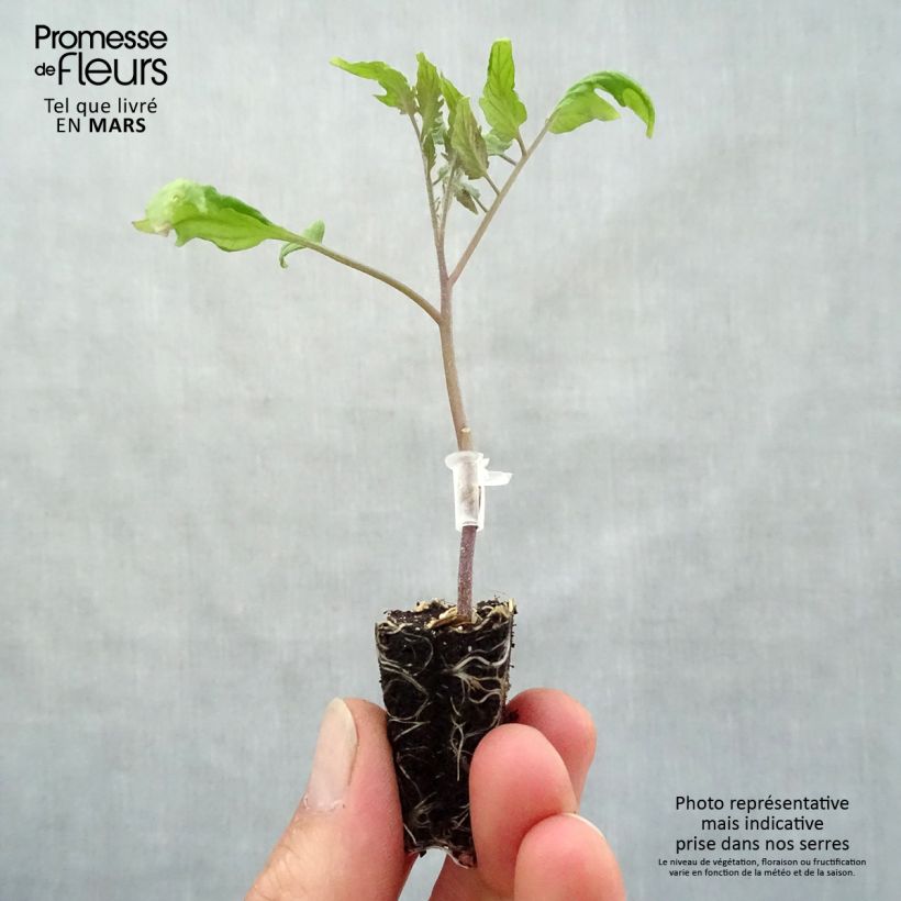Exemplar von Tomate Cornabel F1 (Veredelte Tomate) Mini-Plug Ø 3/4 cm wie im Frühjahr geliefert