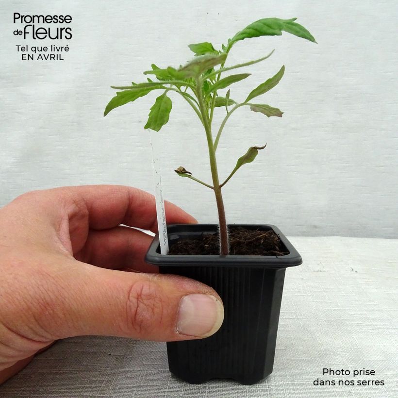 Exemplar von Fleischtomate Andine Cornue Kleine Töpfe von 7/8 cm wie im Frühjahr geliefert