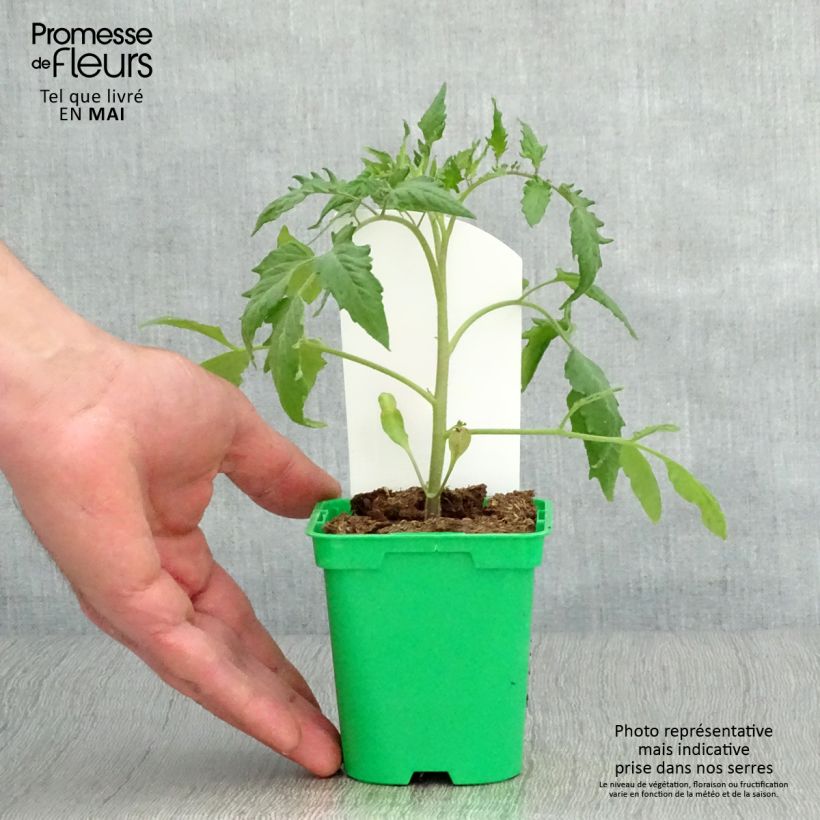 Exemplar von Fleischtomate Andine Cornue Topf 10 cm/11cm wie im Frühjahr geliefert