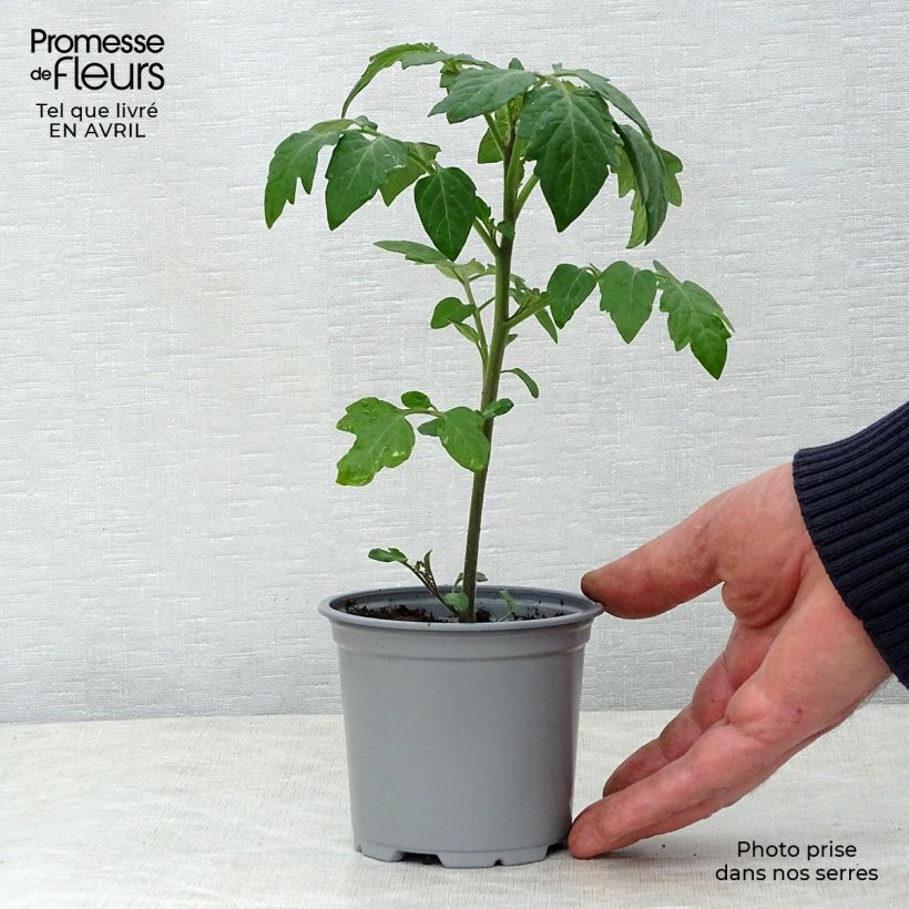 Exemplar von Kirschtomate Crokini F1 (Pflanzen) Topf 10 cm/11cm wie im Frühjahr geliefert