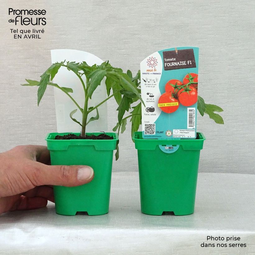 Exemplar von Tomate Fournaise Topf 10 cm/11cm wie im Frühjahr geliefert