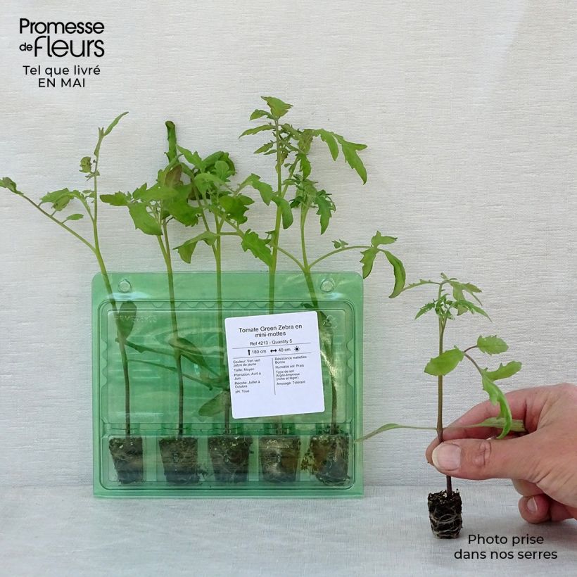Exemplar von Tomate Green Zebra (Pflanzen) Mini-Plug Ø 3/4 cm wie im Frühjahr geliefert
