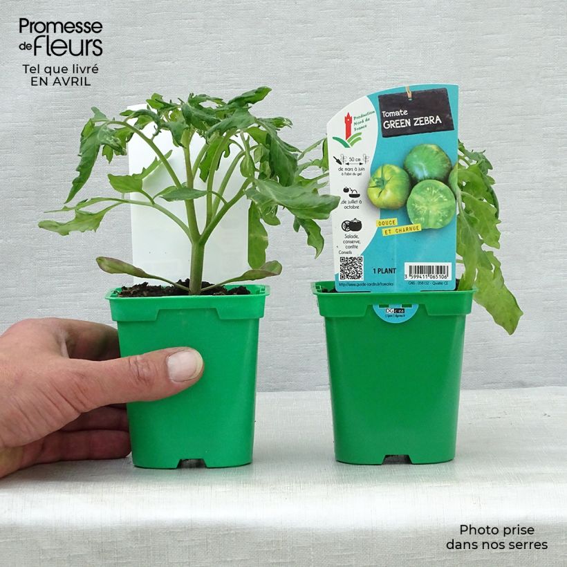 Exemplar von Tomate Green Zebra (Pflanzen) Topf 10 cm/11cm wie im Frühjahr geliefert