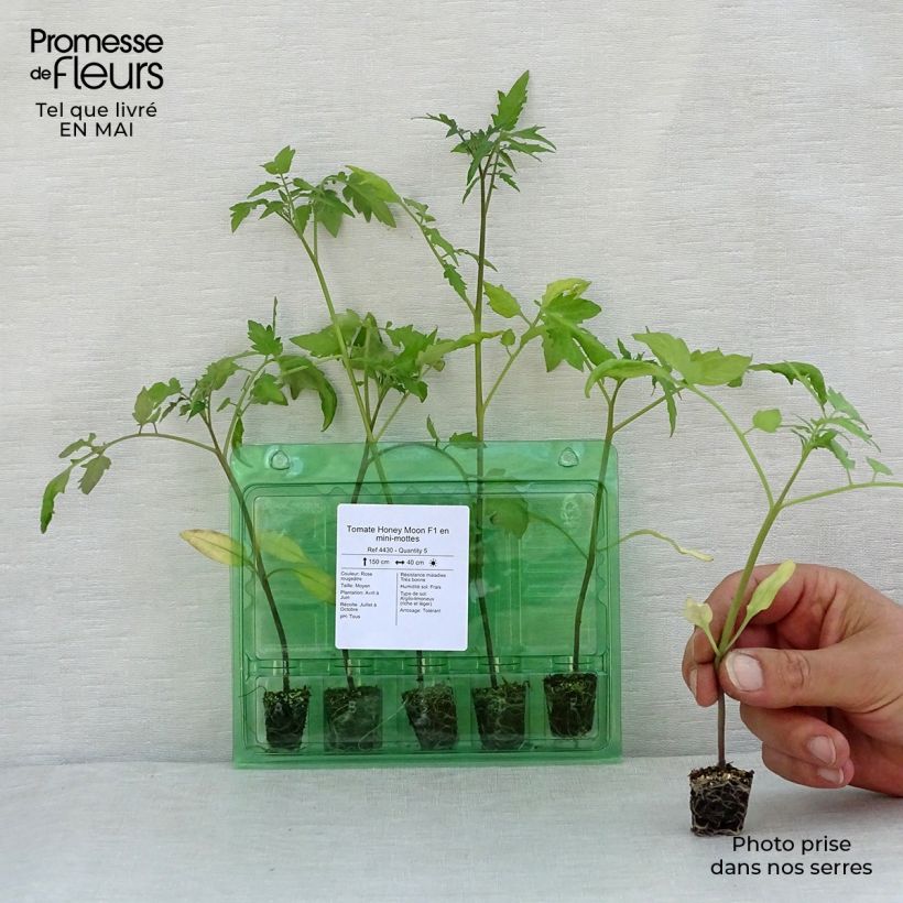 Exemplar von Tomate Honey Moon F1 (Pflanzen) Mini-Plug Ø 3/4 cm wie im Frühjahr geliefert