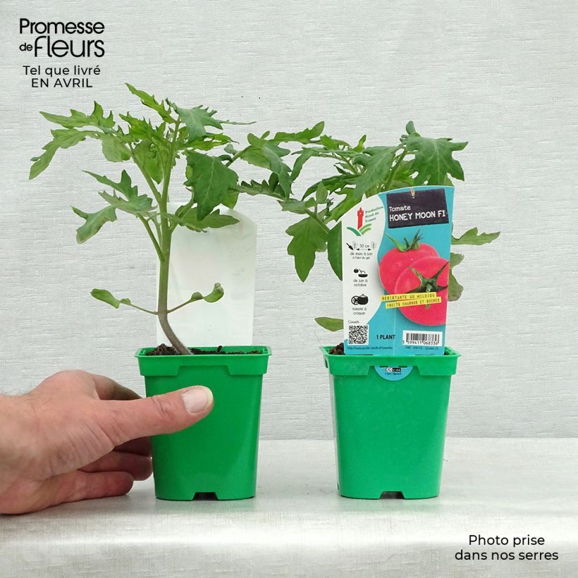 Exemplar von Tomate Honey Moon F1 (Pflanzen) Topf 10 cm/11cm wie im Frühjahr geliefert