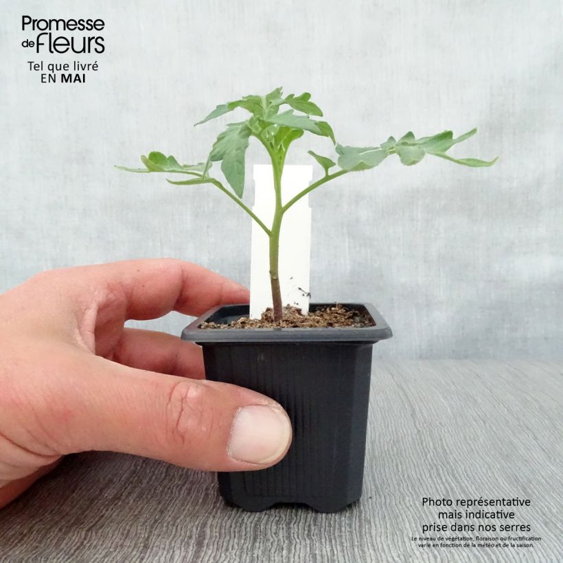 Exemplar von Tomate Lemon Boy F1 (Pflanzen) Kleine Töpfe von 7/8 cm wie im Frühjahr geliefert