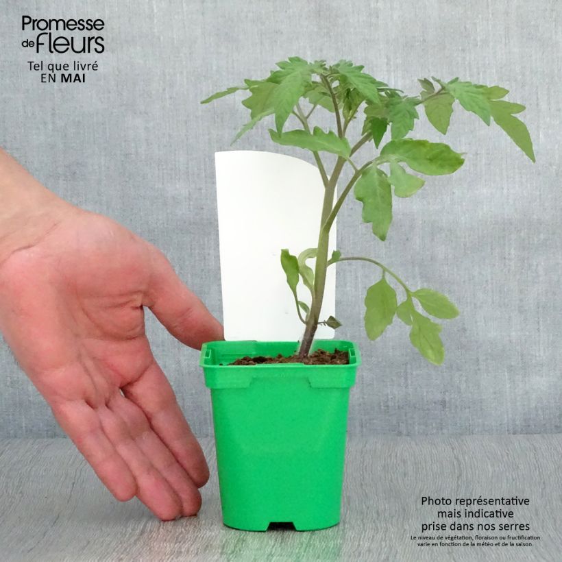 Exemplar von Tomate Lemon Boy F1 (Pflanzen) Topf 10 cm/11cm wie im Frühjahr geliefert