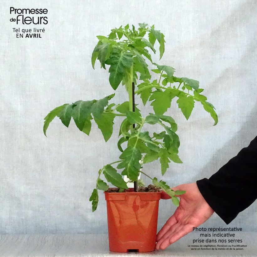 Exemplar von Tomate Maestria (Veredelte Tomate) Topf mit 2L/3L wie im Frühjahr geliefert